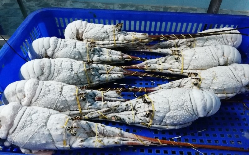 Bảo quản tôm hùm xanh tại nhà: Làm sao giữ tươi tối đa?