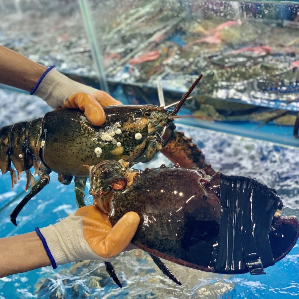 Cách chọn tôm hùm alaska tươi ngon, đáng tiền