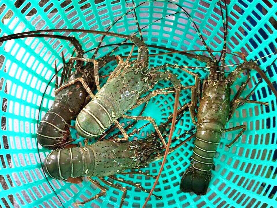 Phân biệt tôm hùm tre và tôm hùm bông