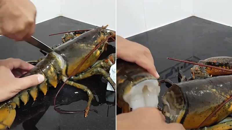 Sơ chế và xử lý tôm hùm