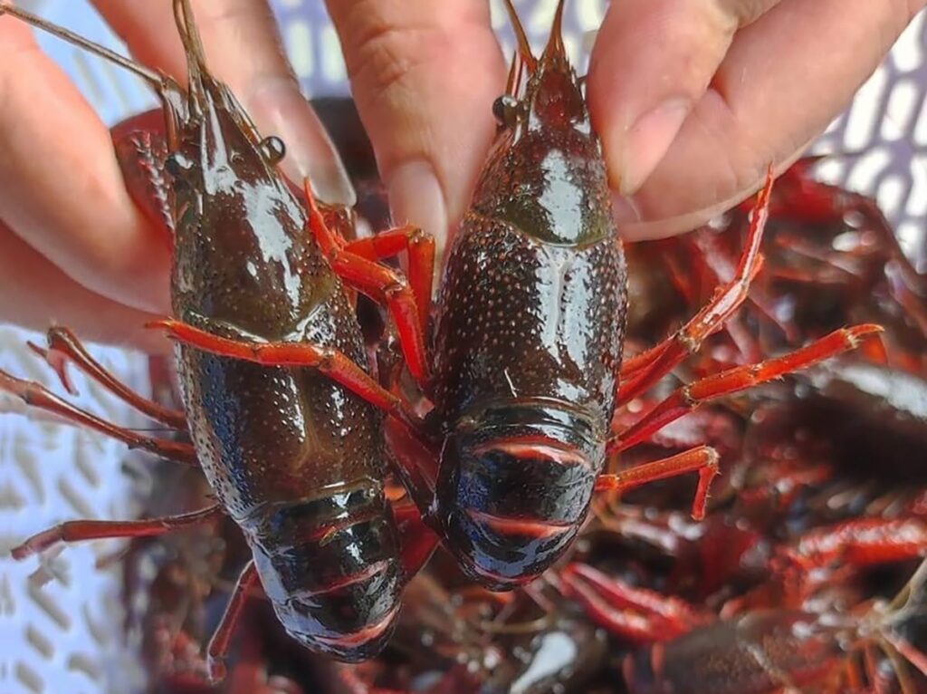 Tôm hùm đất là tên gọi thông dụng ở Việt Nam của một nhóm giáp xác nước ngọt thuộc bộ Mười chân (Decapoda)
