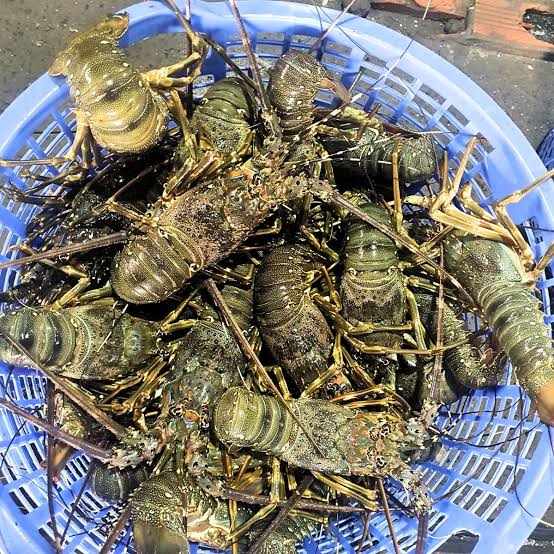 Giá tôm hùm xanh bao nhiêu 1kg?